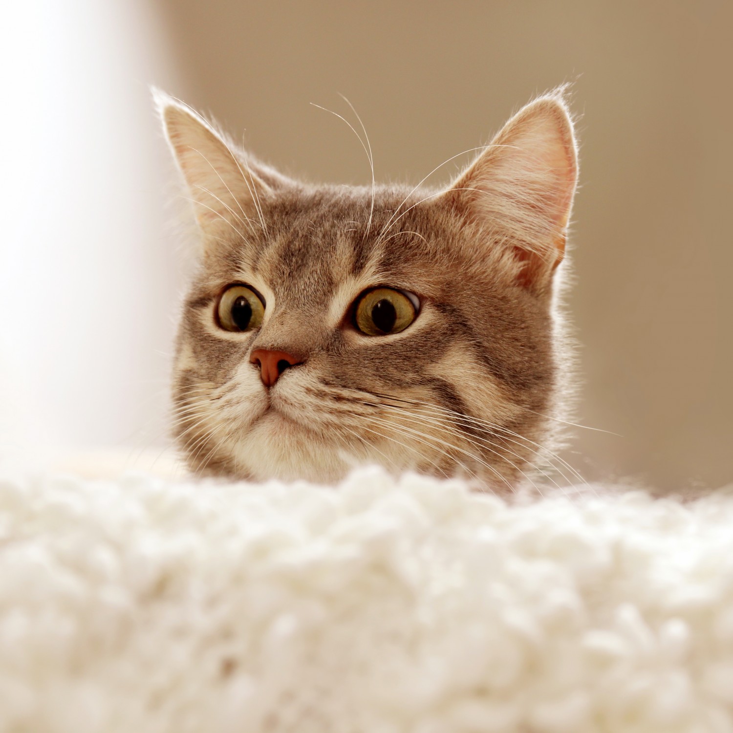 Cat peeking its head over edge of bed.