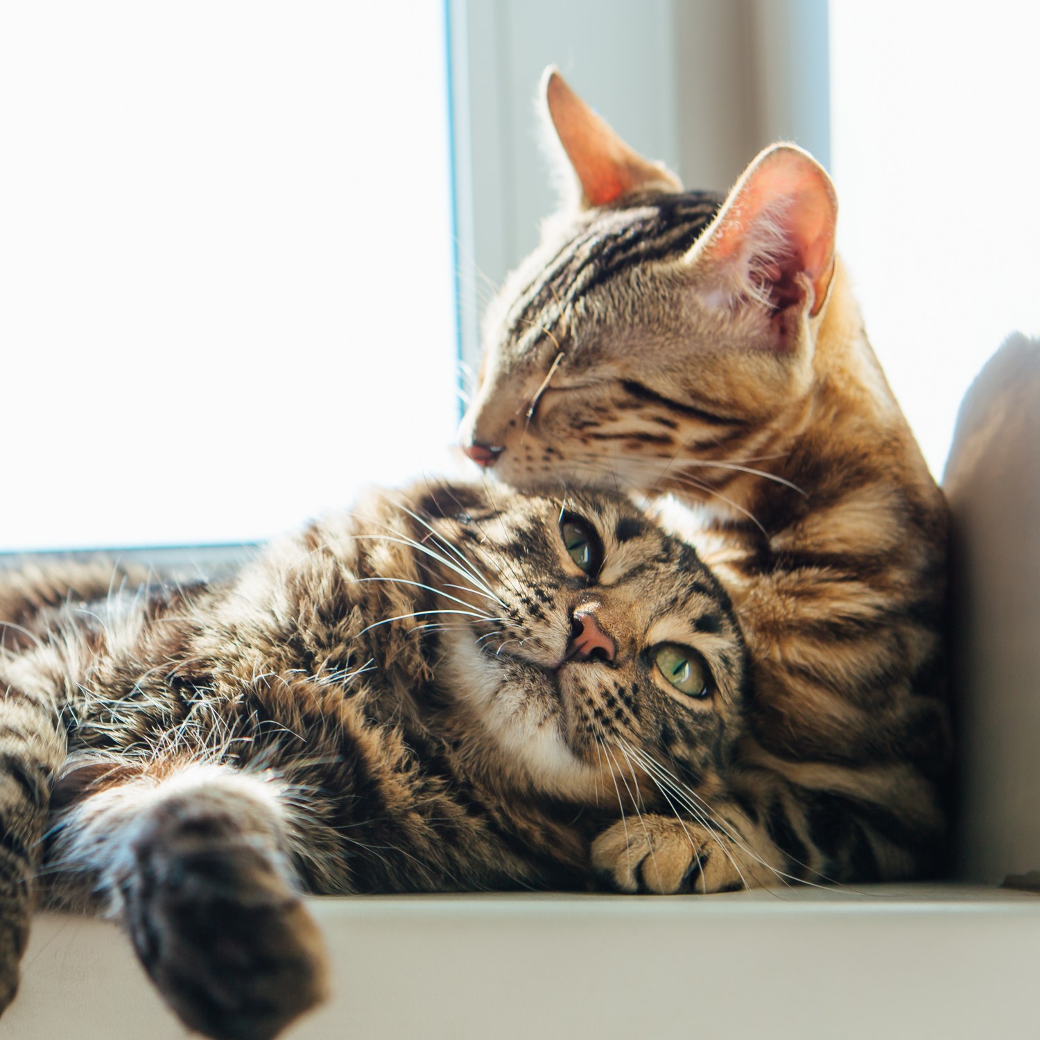 Two Cats in Window Cuddling