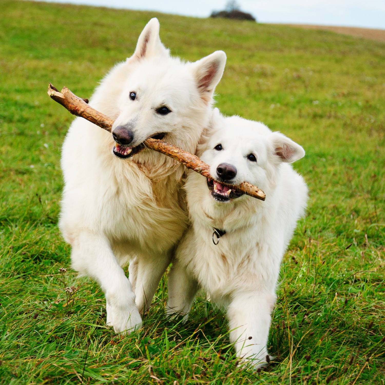 Two dogs playing in the grass with a stick
